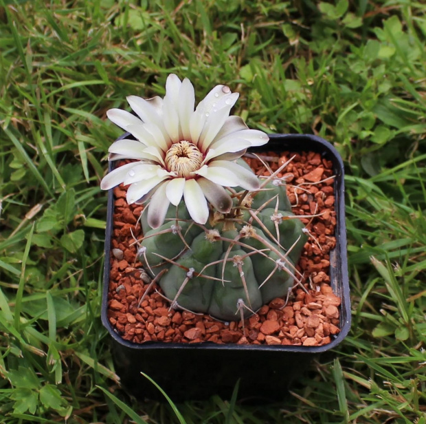 Gymnocalycium spec. Tel de Telaritos