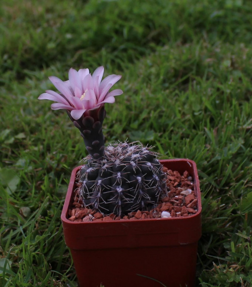 Gymnocalycium stellatum