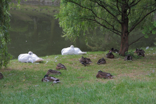 Park w Kielcach