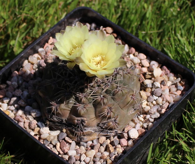 Gymnocalycium spec.