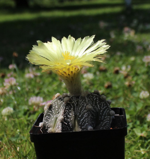 Astrophytum hybr.