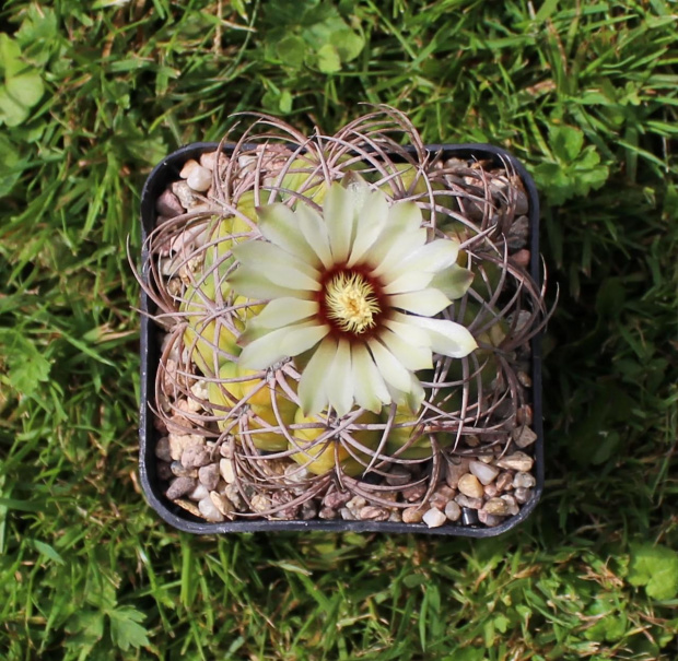 Gymnocalycium spec.