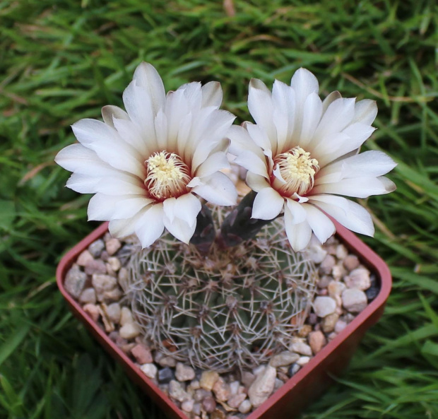 Gymnocalycium stellatum JO 871.01