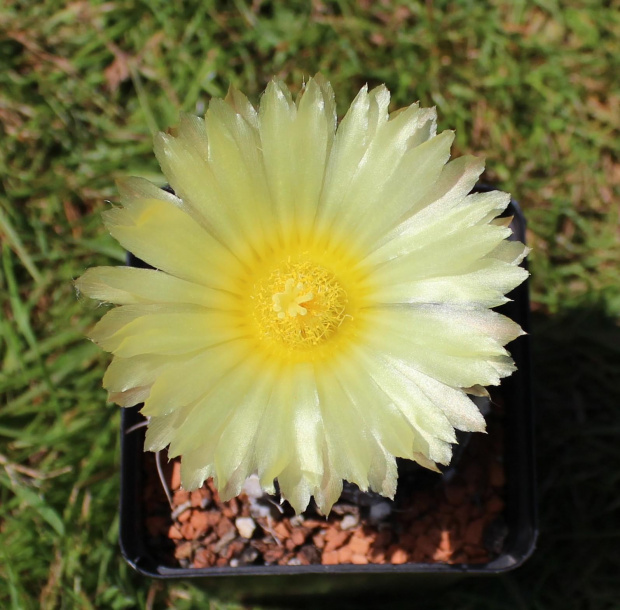 Astrophytum hybr.