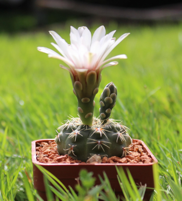 Gymnocalycium baldianum albiflorum