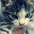 #kot #zwierzęta #przyjaciel
