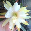 epiphyllum nn