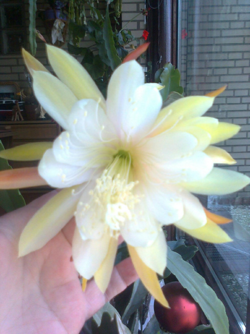 epiphyllum nn