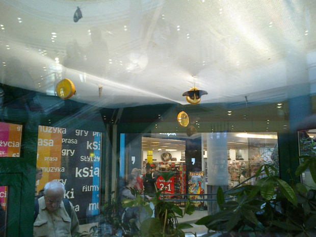 Wystawa owadów w Galerii Krakowskiej w Krakowie 2013 09 13 #Kraków #Małopolskie