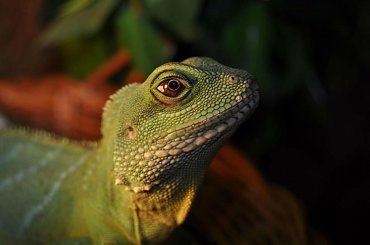 Laki - Agama Błotna. Moje małe kochane maleństwo :) #agama #gad #gady #jamnik #kanarek #owczarek #pies #przyjaciele #psy #ptak