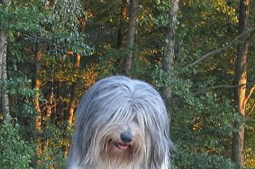 JUlisia Ama Canem wiek 2.5 r www.amacanem.zawiercie.pl #PON #Szczeniaki #AmaCanem #psy #hodowla