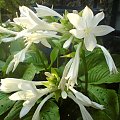 hosta biała