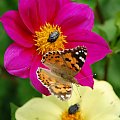 #Kwiaty #motyle #przyroda #zwierzeta