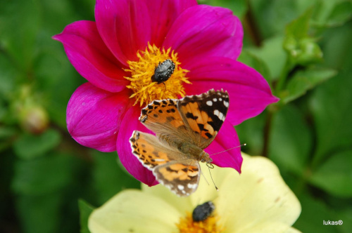 #Kwiaty #motyle #przyroda #zwierzeta