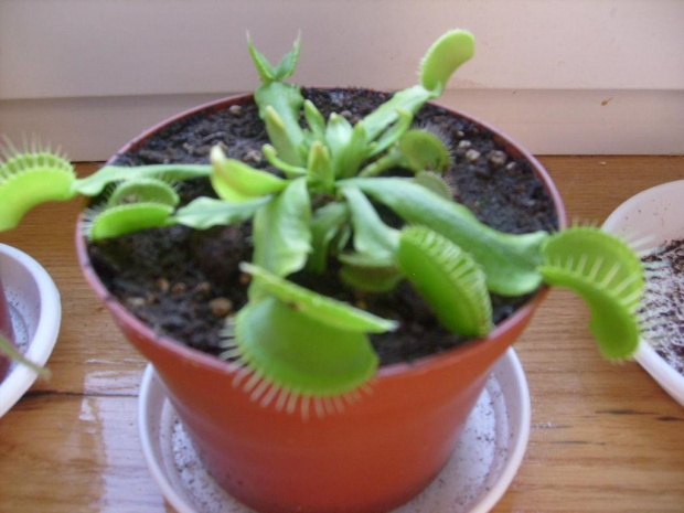 Dionaea muscipula 'Regular form' #owadożerne #rośliny