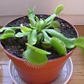 Dionaea muscipula 'Regular form' #owadożerne #rośliny