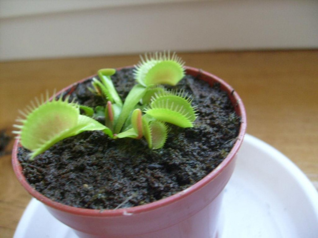 dionaea muscipula 'Big mouth' #rośliny