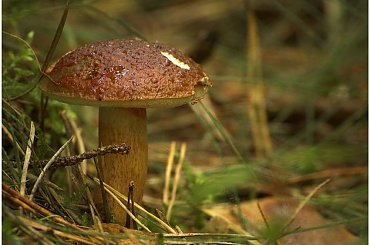 Na koniec lata #bitwa #fotografia #jesień #kwiaty #las #lato #natura #przesilenie #przyroda #rosa #wrzesień #wrzos #wrzosy #zając #zdjęcia #zmagania #art #barwa #blog #brzoza #fotmart #kolor #kołobrzeg #liście #październik #szron #wpis #życie