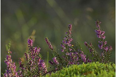 Na koniec lata #bitwa #fotografia #jesień #kwiaty #las #lato #natura #przesilenie #przyroda #rosa #wrzesień #wrzos #wrzosy #zając #zdjęcia #zmagania #art #barwa #blog #brzoza #fotmart #kolor #kołobrzeg #liście #październik #szron #wpis #życie