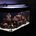 reef tank
