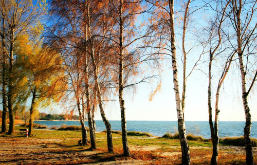 Barwy jesieni #Drzewa #brzozy #morze #jesień #Chałupy #wybrzeże