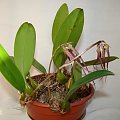 Bulbophyllum Elizabeth Ann Buckelberry