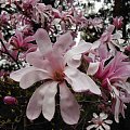 Magnolie #magnolie