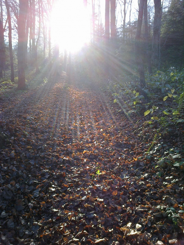 Wycieczka do browaru rzemieślniczego i Zamku w Odrzykoniu 2013 10 22 #IwoniczZdrój