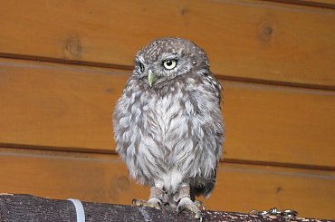 Sowa pójdzka #Góry #BeskidŚląski #Ustroń #Ptaki #Równica