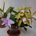 Cattleya forbesii & Laelia laorii x praestans