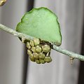 Hoya kanyakumariana