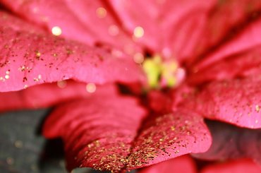 #Brokat #GwiazdaBetlejemska #Kwiat