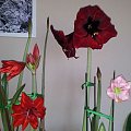 Hippeastrum