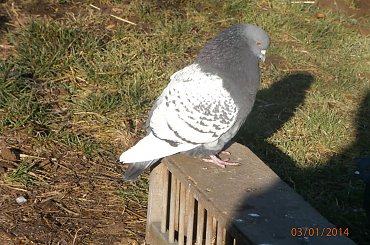 Rysie Polskie #gołębie #rysie #zwierzęta