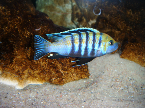 Cynotilapia afra Cobue