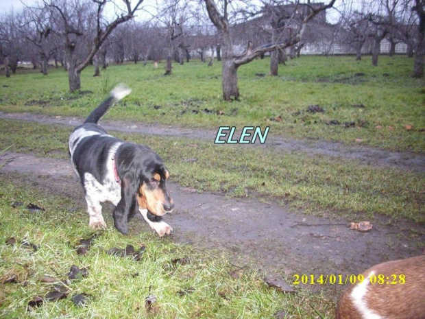 elen