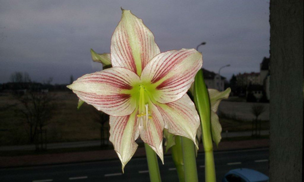 hippeastrum