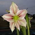 hippeastrum