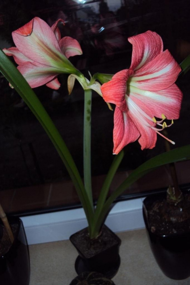 Hippeastrum z nasion