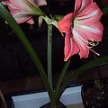 Hippeastrum z nasion