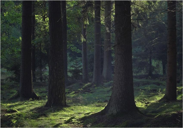 Jesieni leśne odstępy #las #jesień #fotmart #dzikapolska #wojtekwrzesien #natura #przyroda #fotografia #zima #lasy