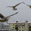 Troszkę mrozu i już warszawskie mewy (śmieszki i srebrzyste) zaglądają do okien:) Zdjęcie robione przez szybę.