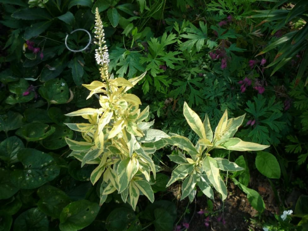 Lysimachia clethroides „Geisha” Tojeść