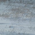 Lodowa łąka #Las #Przyroda #Ptaki #Śnieg #Zima