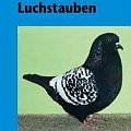 Luchstaube