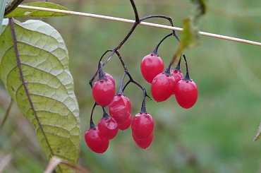 Czerwone Owoce #Łąka #Polska #Przyroda