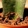 #fotki #kaktus #roślina #rośliny #zdjęcia #zdjęcie #ziemia