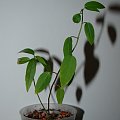 Passiflora coccinea