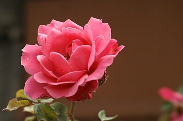 #kwiat #roza #róża