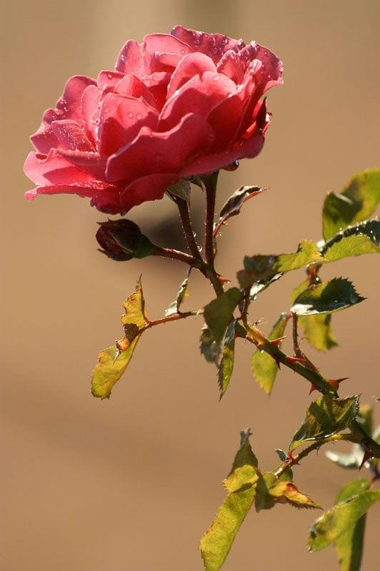 #kwiat #roza #róża